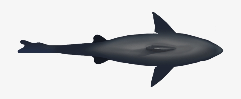 Shark - Squaliformes, transparent png