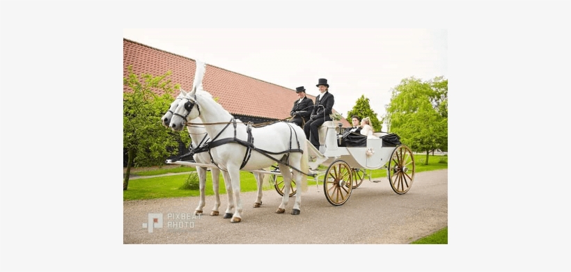 White Horse Carriage - Horse, transparent png