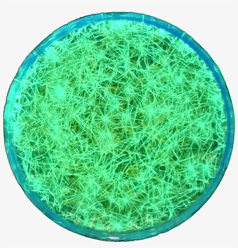 Yao Research Group Is Found On August 1st,, transparent png