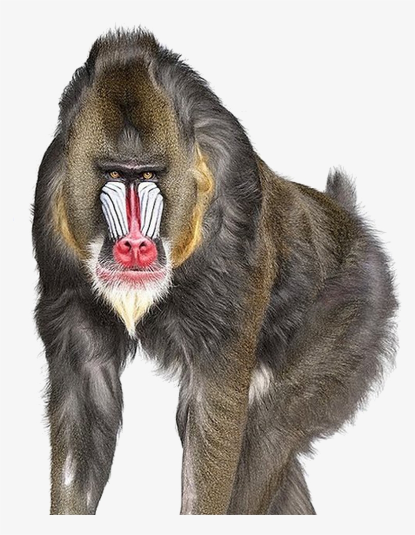 Baboon Png Download Image - Andrew Zuckerman, transparent png