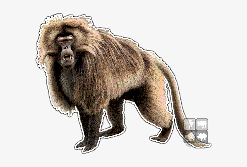 Baboon Png Photo - Dungeons And Dragons Baboon, transparent png