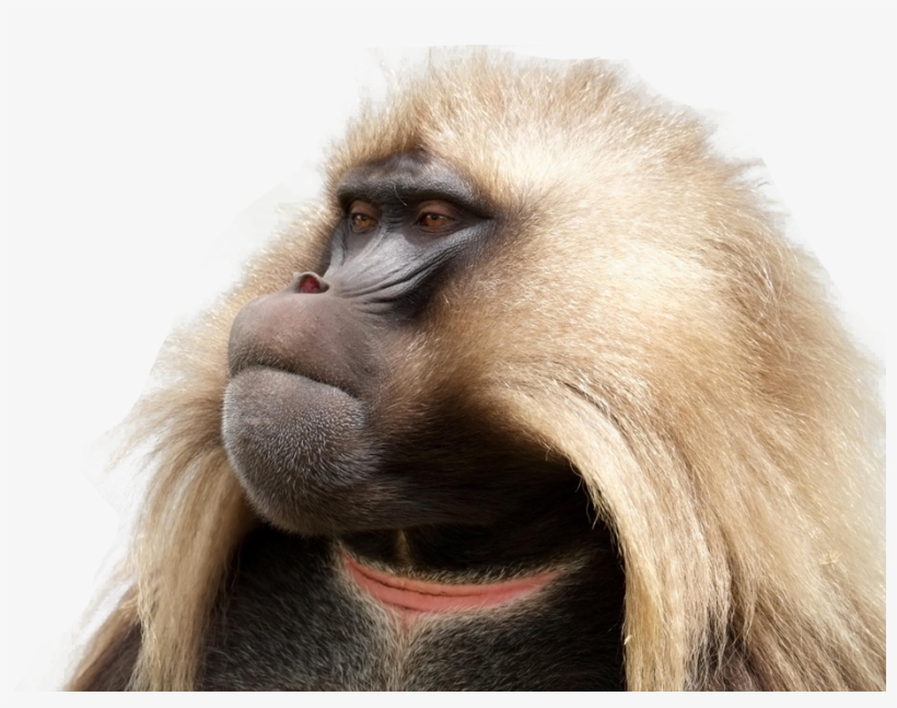 Semien Mountains, transparent png