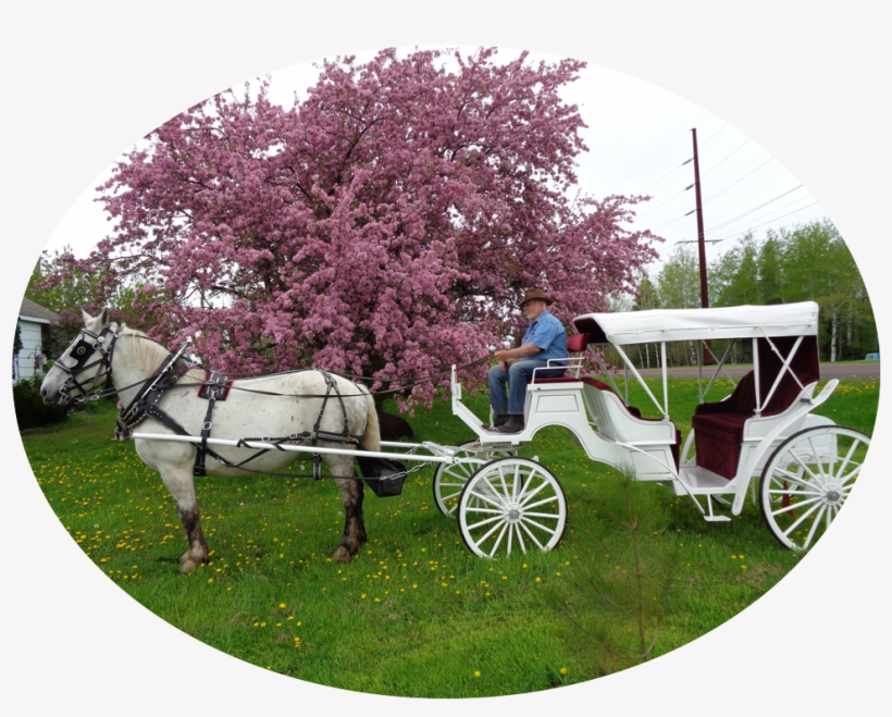 We Are Cathy, Owner, And Partner Roger, Operator, Of - Horse And Buggy, transparent png