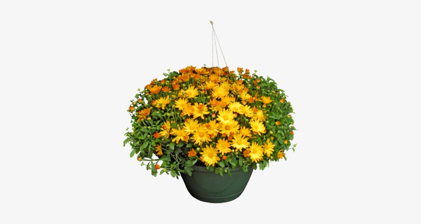 Mum Basket - African Daisy, transparent png