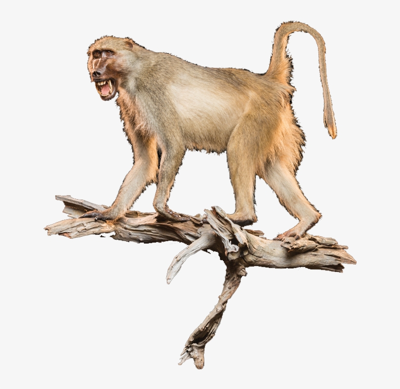 Download, transparent png