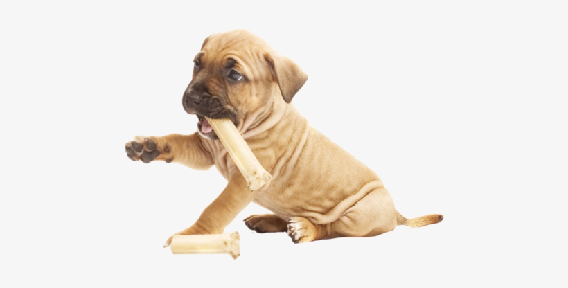 Pit Bull Puppy Happy Meal Nail Art Decals - Pit Bull Puppy Png, transparent png