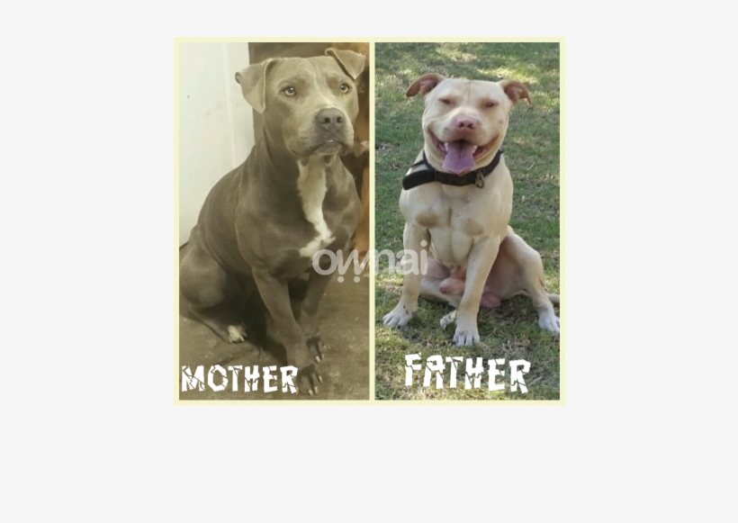 American Pitbull / Pit Bull Puppy - American Pit Bull Terrier, transparent png