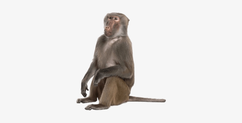 Sitting Baboon - Baboon Png, transparent png