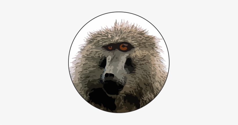 Baffled Baboon - Baboon, transparent png