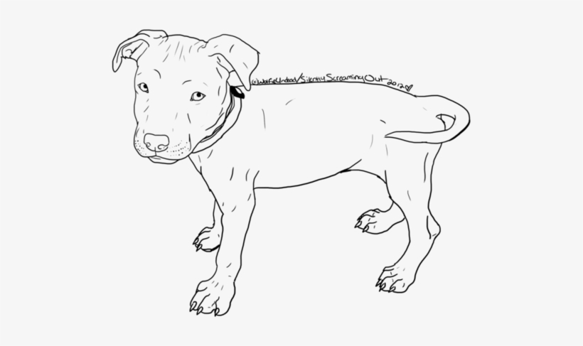 Pitbull Puppy Drawings Www Imgkid Com The Image Kid - Drawing, transparent png