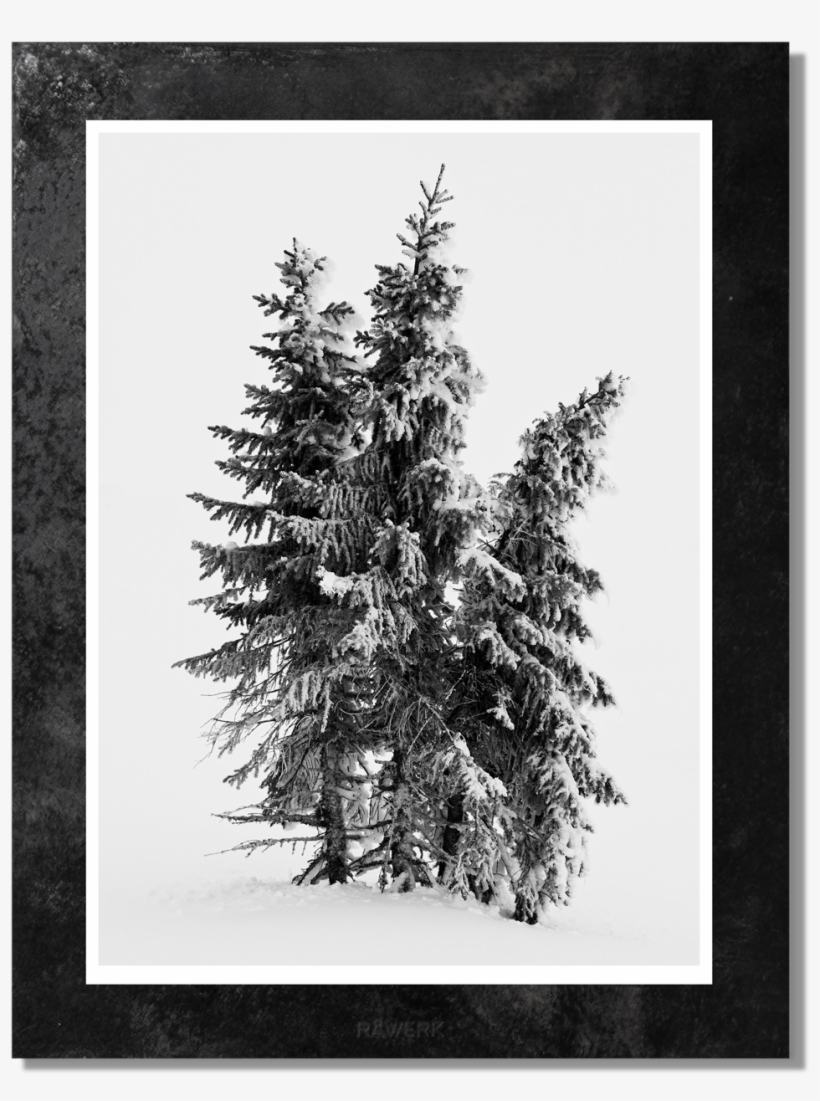 Three Pine Trees View - Colorado Spruce, transparent png