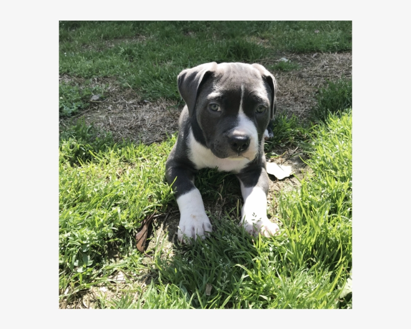 Pitbull Forest House - Staffordshire Bull Terrier, transparent png