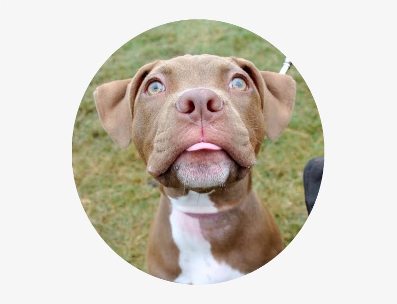 Every Dog Deserves A Good Education And It Starts Here - Vizsla, transparent png