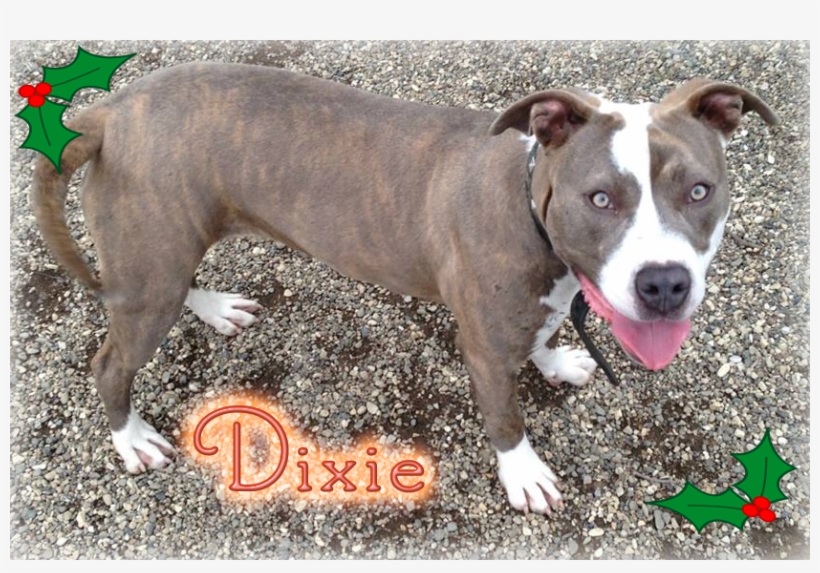 Capa Pet Of The Week - American Pit Bull Terrier, transparent png