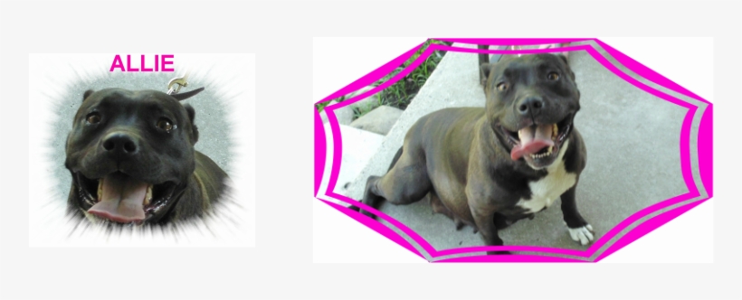 She Has Produced Some Beautiful Puppies For Little - Ancient Dog Breeds, transparent png