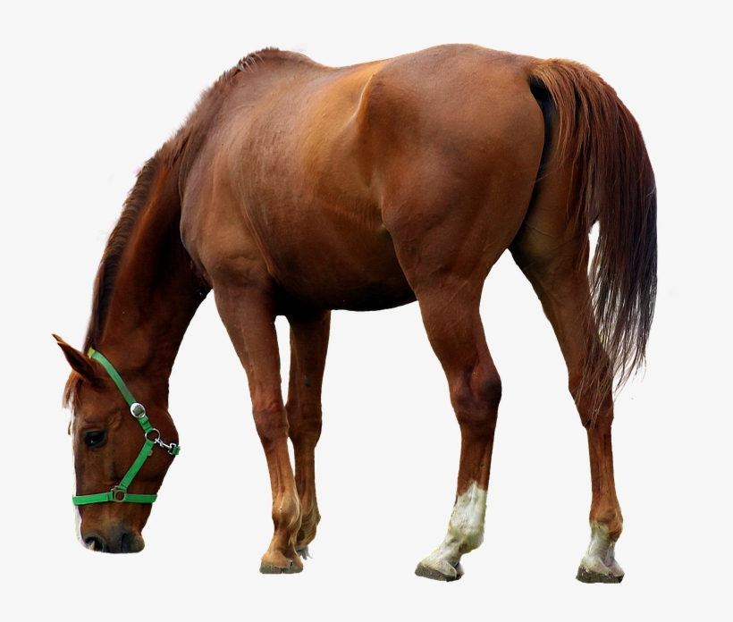 Horse With Tranparent Background, transparent png