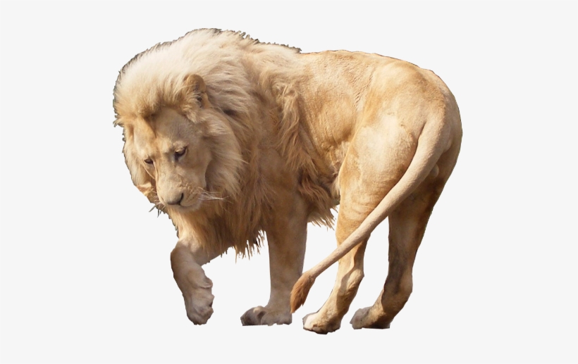 White Lion Png - White Lion Png Hd, transparent png