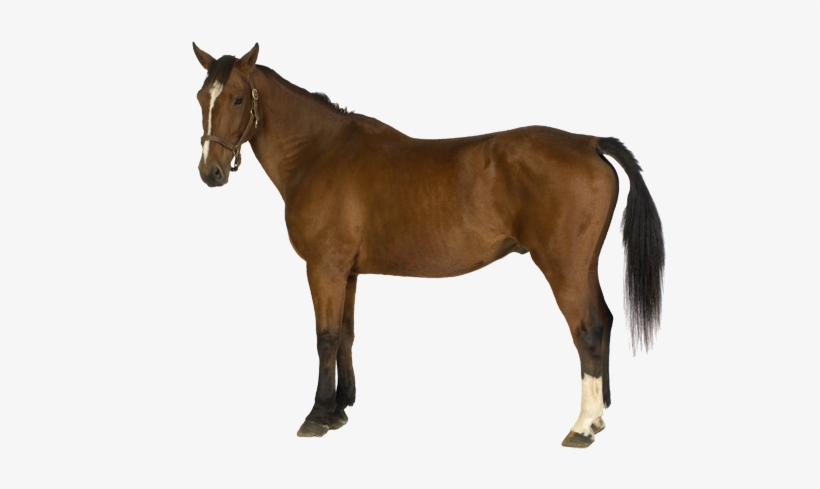 Brown Horse - Farm Horse Png, transparent png
