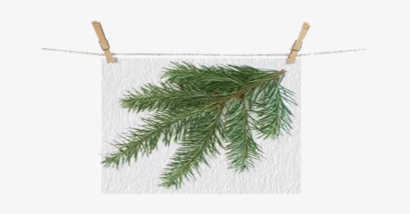 Douglasfir Leftbranch - Types Of Christmas Trees, transparent png