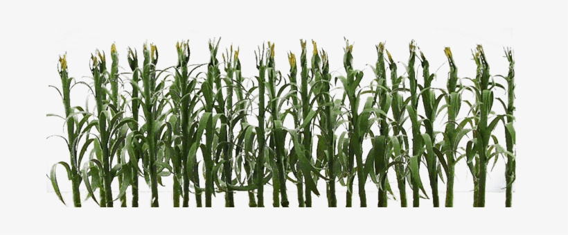 Jtt Corn Stalks O-scale 0595512, transparent png