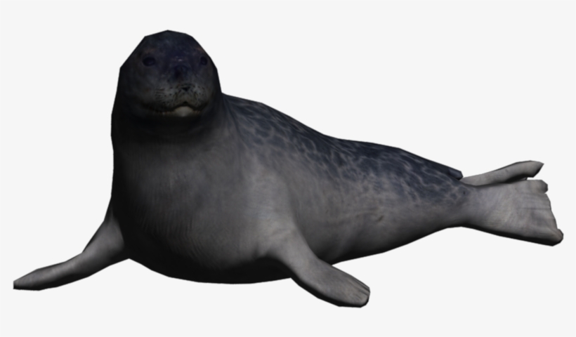Portrait Seal Ringed Seal - California Sea Lion, transparent png