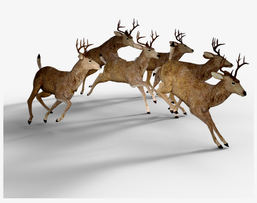 Forest, Deer Pack Damm Wild Antler Fight Forest Br - Zazzle Lustige Dollars In Einer Linie Jagd T-shirt, transparent png