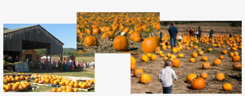 Picture - Pumpkin, transparent png