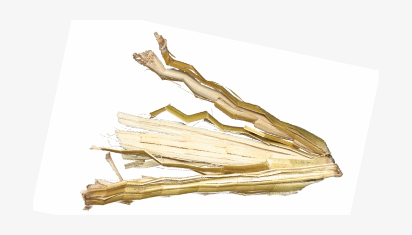 Corn Heads Are Processing Their Stalks, But In Fact - Portable Network Graphics, transparent png