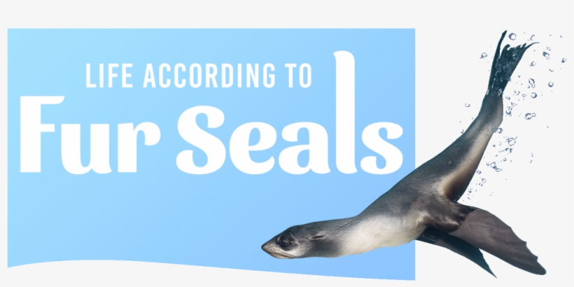 Fur Seal With Logo - Life According For Seals, transparent png