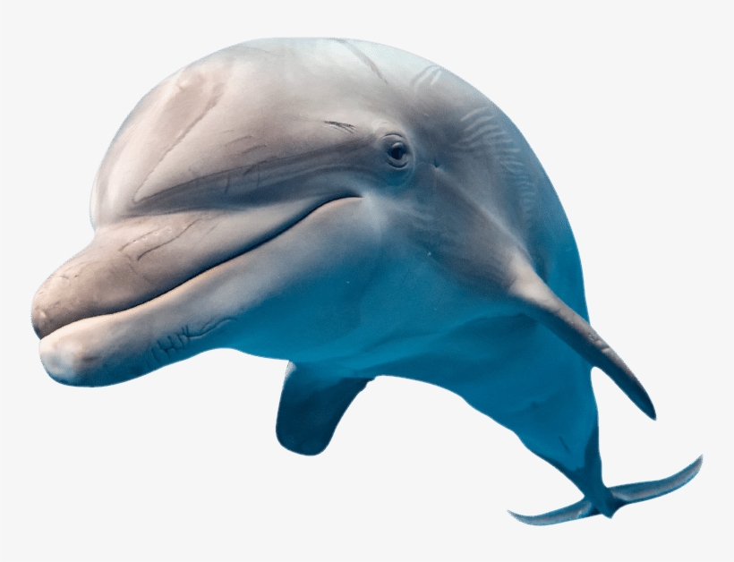 Jump In Water To Witness The World's Biggest Migration - National Geographic Ng13565 Super 3d Dolphin Puzzle, transparent png