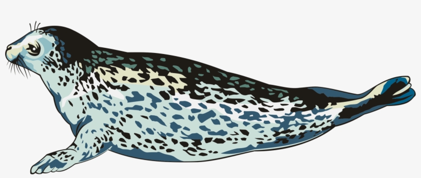 Harbor Seal Animal Drawing Porpoise Teepublic - Drawing, transparent png