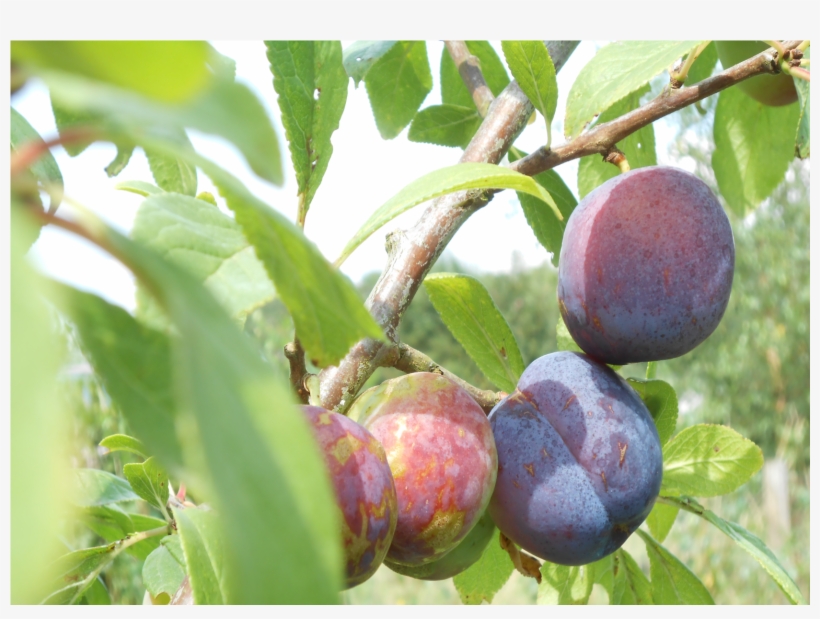 Victoria Is Considered One Of The Best Plums, However, - Plum, transparent png