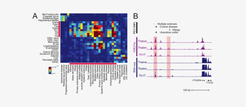 A) Heatmap Displays The Correlation Between Fine-mapped - Snp Associated Diseases, transparent png