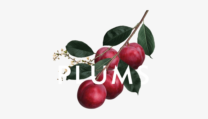 Plums - Plum, transparent png