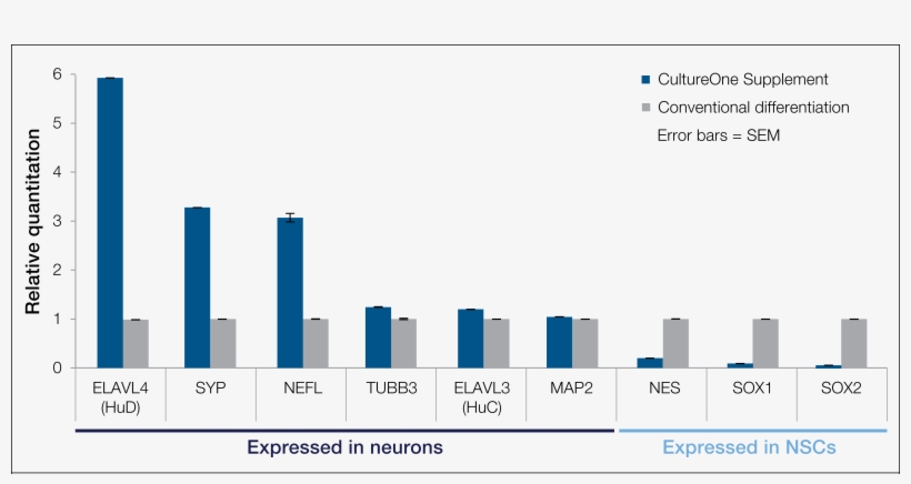 Mrna Expression At 2 Weeks By Qpcr - 2016 中国 牛肉 消费 量, transparent png