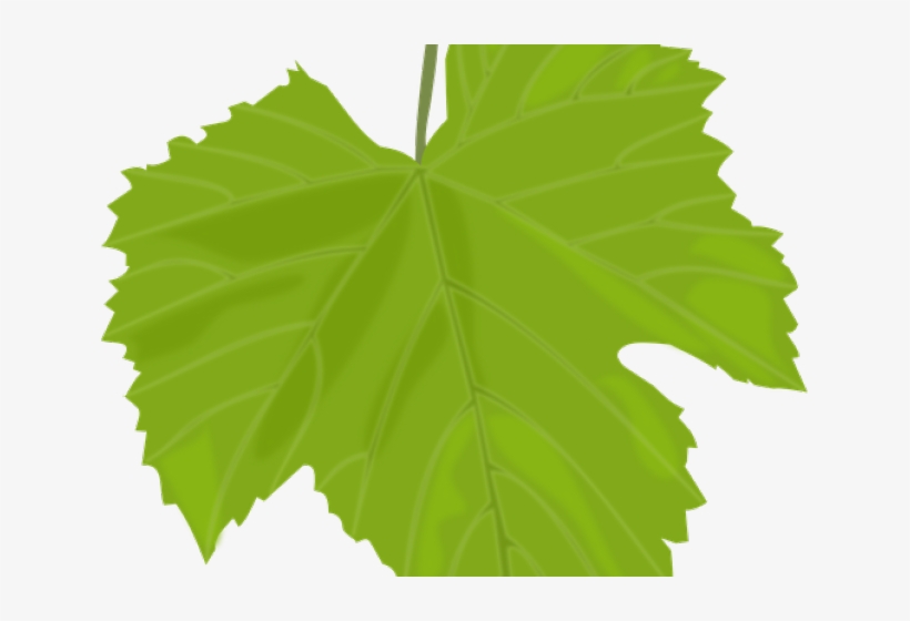 Daun Anggur Vector Hoja De Parra Dibujo 640x480 PNG Download PNGkit