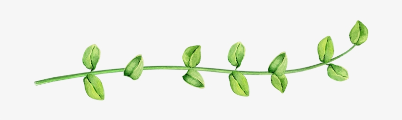 Kasanzu - Bud, transparent png