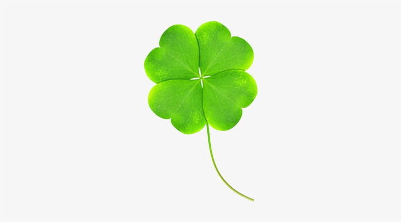 You're As Lucky As A Four-leaf Clover - Shamrock, transparent png