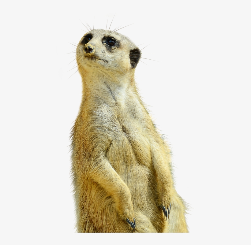 Meerkat, Isolated, Zoo, Nature, Curious, Animals - Meerkat Adult Coloring Book, transparent png