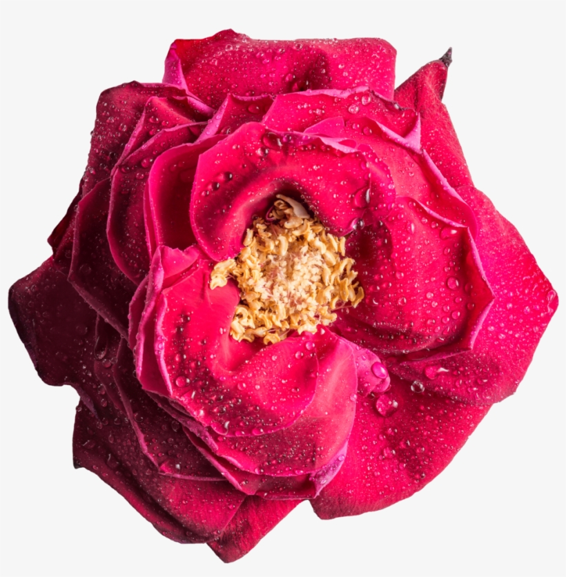 Free Download Magenta Rose Png Clipart Garden Roses - Rose, transparent png