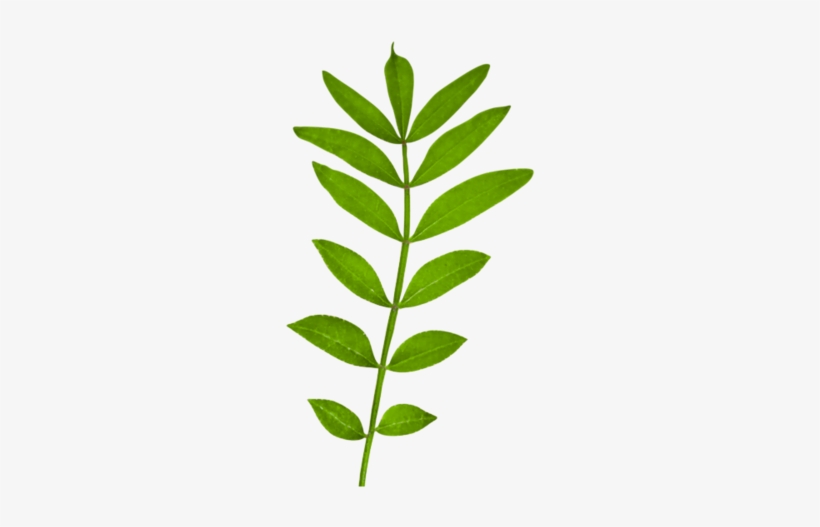 Sd Ntg Leaves 2 - Portable Network Graphics, transparent png