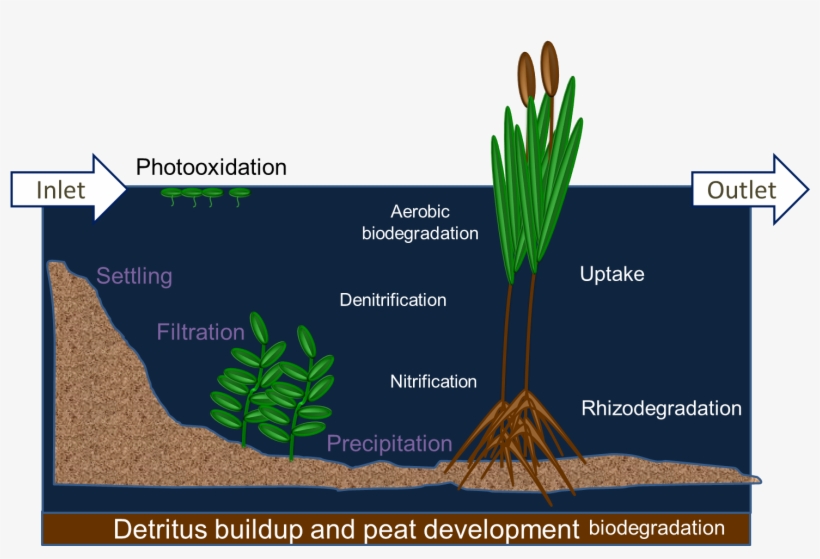 Diagram Of A Wetland Treatment System, Diagram Of Detritus - Wetland, transparent png