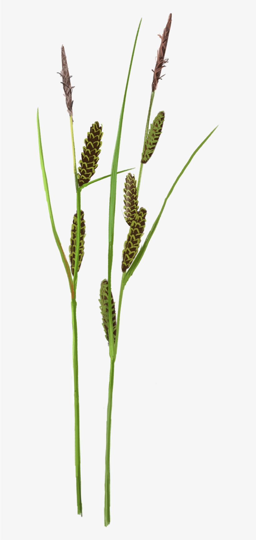 How To Survive Up To Your Neck In Water And With Few - Horsetail, transparent png