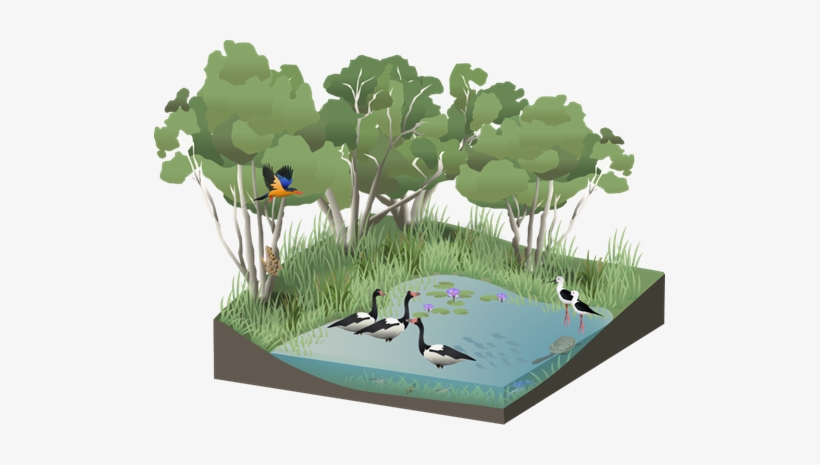 Wetlands Education Module - Science, transparent png