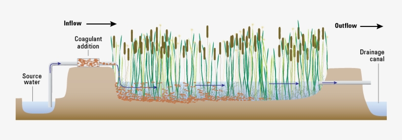 Detailed Description - Wetland Cell, transparent png