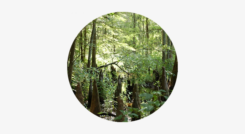 Wetland, transparent png