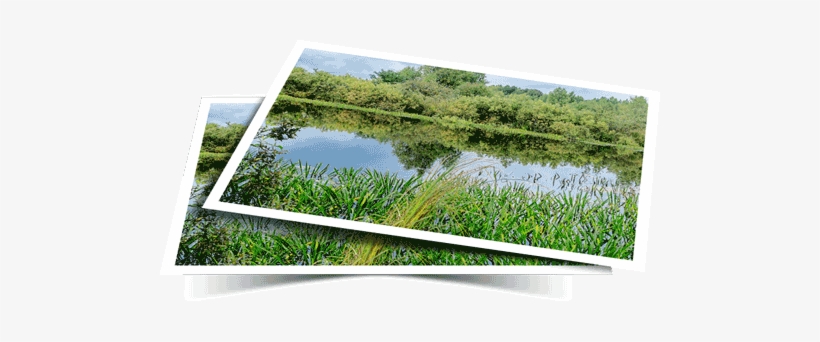 Verification Information To The U - Freshwater Marsh, transparent png