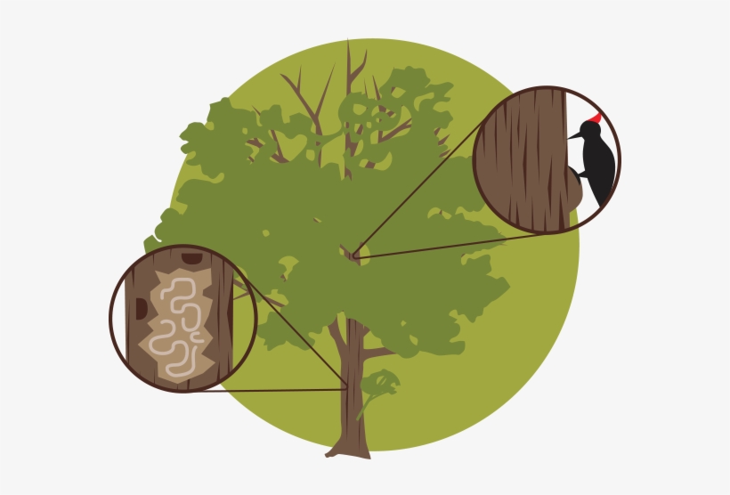 If You Plan To Remove Your Tree, Hire A Licensed, Reliable - Ash Tree Cartoon, transparent png
