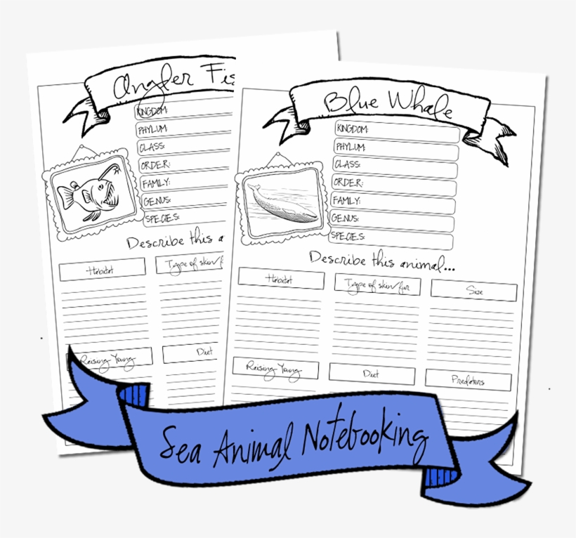 Seaanimals Notebooking2 - Cartoon, transparent png
