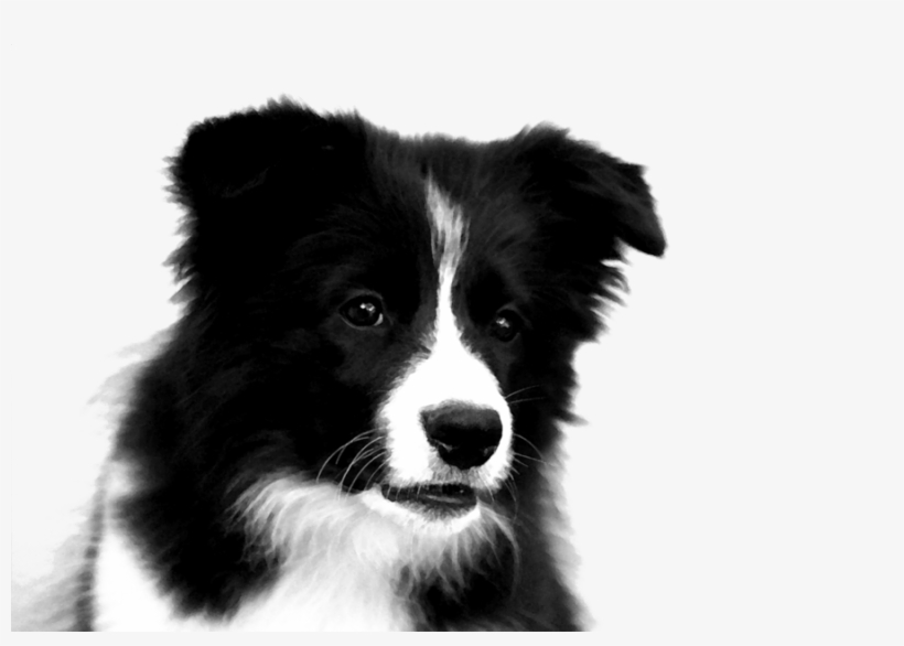 Collie Png Clipart Rough Collie Border Collie Puppy - Border Collie Puppies Drawing, transparent png